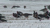 Video of Red-breasted goose - Red-breasted Goose eating grass in winter snow fields